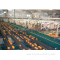 Vegetable frozen fruit processing line